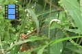 Scene 03_Junonia on leaf